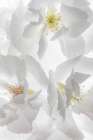 USA, Washington State, Seabeck. Fuji cherry blossoms close-up. Art Print